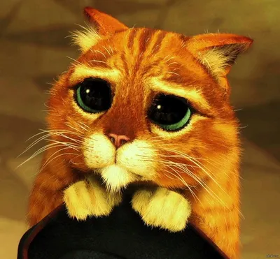 Картинка кота из шрека с грустными глазами фотографии