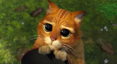 Котёнок из мультфильма «Шрек» ищет хозяев в Великом Новгороде - 53 Новости