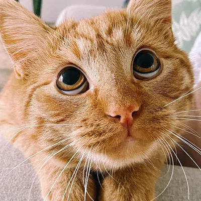 Если существует кот из шрека - то это наша Тефтелька! Такие грустные и  огромные жалобные глаза у нее 🥹 Тефтелька очень грустит, что по ней … |  Instagram
