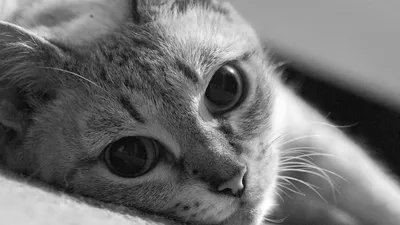 В зоопарке показали бенгала с глазами как у кота из «Шрека» - МК Красноярск