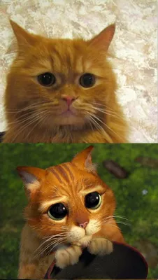 Котенок с грустными глазами - 71 фото