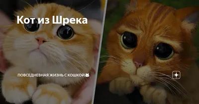 Кот в сапогах / Puss in Boots - «Приключения того самого кота из шрека без  спойлеров » | отзывы