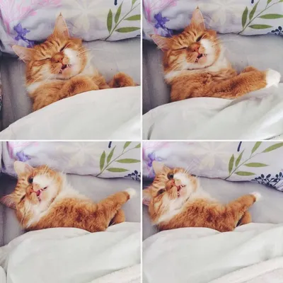 Интерьерная картина на холсте \"Сердитый недовольный кот - мем\" размер 22x30  см - купить по низкой цене в интернет-магазине OZON (536044265)