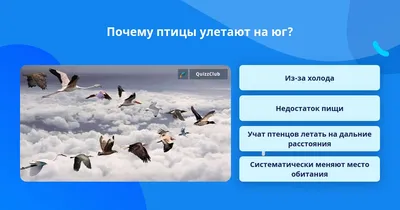 Какие птицы улетают на юг первыми, что манит их в краю далёком? | В когтях  у хищника | Дзен