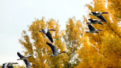 Птицы улетели на юг, а ты остался. | на дальней станции сойду | ВКонтакте