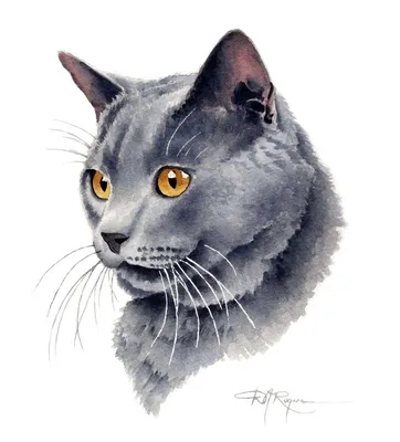 Обычный серый кот - 53 фото
