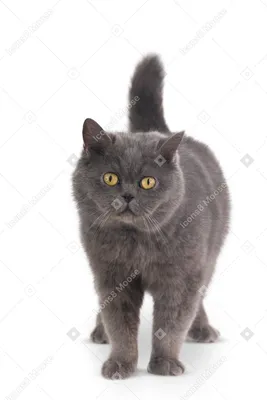 Шотландский вислоухий серый кот ждё…» — создано в Шедевруме