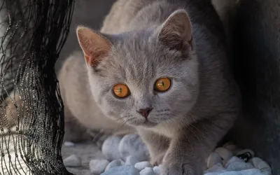 Серый полосатый кот Стоковые фотографии, картинки, все без лицензионных  отчислений - Envato Elements