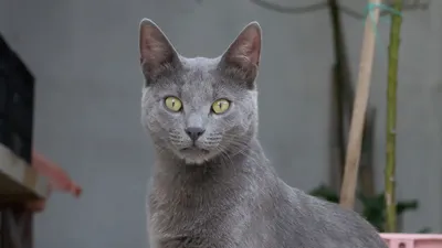 Серый уличный кот фотография Stock | Adobe Stock