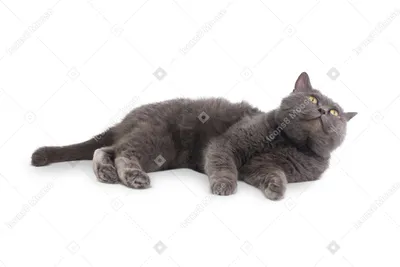 Фото Серый кот стоит на своих четырех лапах
