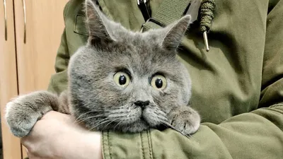 Голова серого кота с немножко раскрытым ртом Стоковое Фото - изображение  насчитывающей кот, разведенными: 66310946