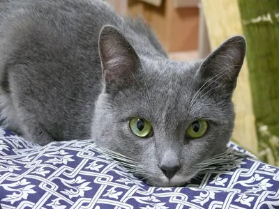 Шотландский вислоухий кот, серый кот…» — создано в Шедевруме
