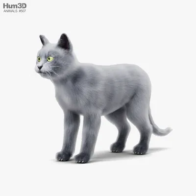 Очень хитрый кот. Портрет хитрого большого кота. Кот серый, пушистый с  зелеными глазами. Морда кота крупно. Кот хитрый или злой Stock Photo |  Adobe Stock