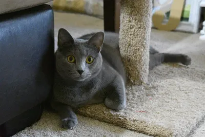 Серый полосатый кот Stock Photo | Adobe Stock