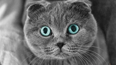 Разноцветные приметы о котах | Женские Энергетические Практики | Дзен