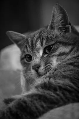 Серый кот в полоску - 60 фото