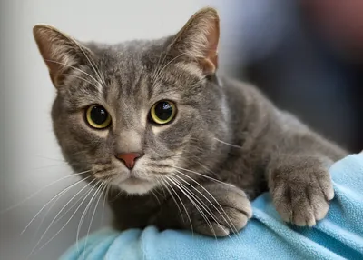 Самый милый в мире британский кот,…» — создано в Шедевруме