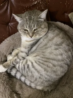 Найдена кошка: серый дымчатый кот/кошка, Перекопская ул., 21 к1, Москва |  Pet911.ru