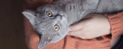 Серый камышовый кот или хвостатый член семьи | Мысли вслух | Дзен