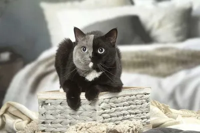 Очень хитрый кот. Портрет хитрого большого кота. Кот серый, пушистый с  зелеными глазами. Морда кота крупно. Кот хитрый или злой фотография Stock |  Adobe Stock