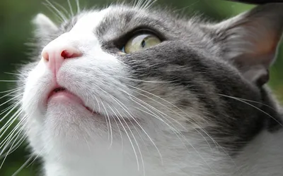 Серый кот, британская порода, грустный взгляд, крупный план | Премиум Фото
