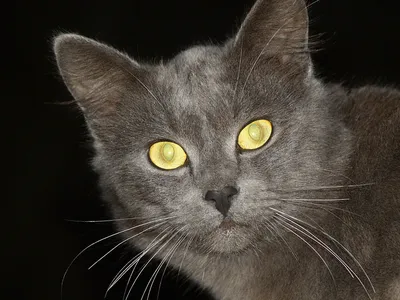 7 самых красивых пород кошек с серым окрасом | Котоскоп | Дзен