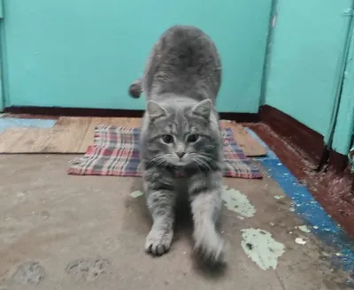 Серый полосатый кот · Бесплатные стоковые фото
