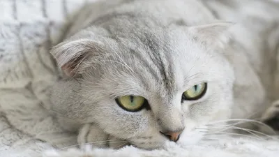 Имя и кличка для кота, котенка серого цвета, как назвать мальчика или  девочку - Petstory