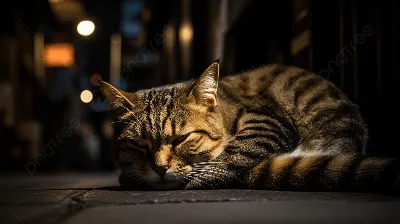 Спокойной ночи, солнышко | Милый кот, Милые котики, Любители кошек