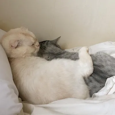 Картинка спокойной ночи с котом и собакой