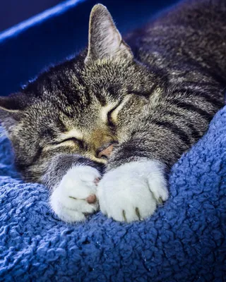 Картина спокойной ночи кота безшовная Иллюстрация вектора - иллюстрации  насчитывающей чертеж, сновидение: 57104640
