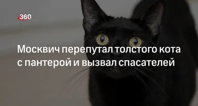 Хозяин толстого кота обратился к \"Аэрофлоту\" и предложил добрый финал  истории