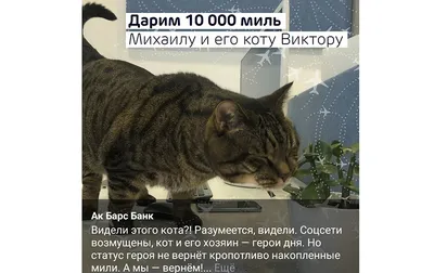 Хозяин толстого кота рассказал, почему нарушил правила авиаперевозчика —  12.11.2019 — В России на РЕН ТВ