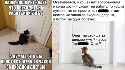 Зачем кошка смотрит в угол, где ничего нет?