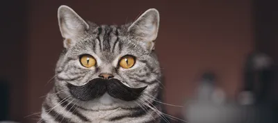 Зачем домашним кошкам нужны усы ?