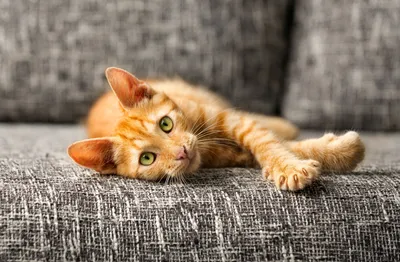 Кто знает, зачем кот высовывает язык перед чихом?😂😂😂 #кот #кошка #к... |  TikTok