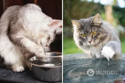 Почему Кошки Вылизывают Друг Друга? Понимание поведения кошки