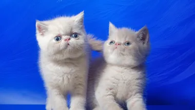 Маленький белый пушистый котенок - картинки и фото koshka.top