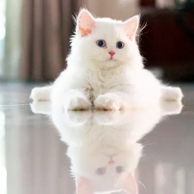 Пушистый котенок белый пухнасте кошеня: 50 грн. - Коти Київ на Olx