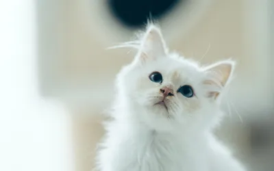 Персидский белый котенок - 68 фото