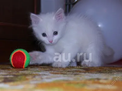 белый котенок с голубыми глазами сидит среди белых пушистых облаков,  бурмилла, синий мех, облака сладкой ваты фон картинки и Фото для бесплатной  загрузки