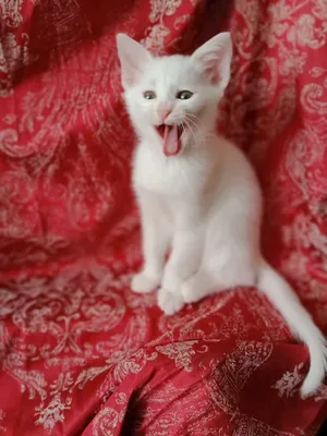 Мягкая игрушка котенок белый пушистый с черными пятнами купить в  интернет-магазине Ярмарка Мастеров по цене 2500 ₽ – PPN44BY | Мягкие  игрушки, Москва - доставка по России