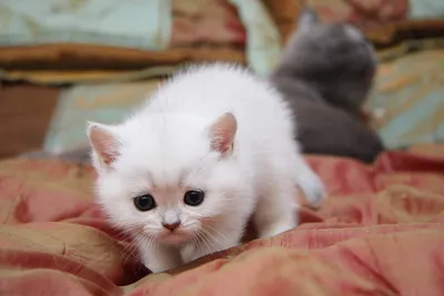 Три милых пушистых белых котят Ragdoll, белая кружка 11 унций, забавная  керамическая кружка для кофе/чая/какао, уникальный подарок, кошка, котенок, белый  котенок | AliExpress