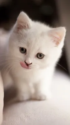 Белый пушистый котенок с голубыми глазами - 78 фото
