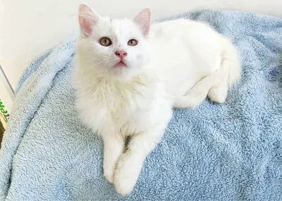 Белый пушистый котенок Daniel SunRay - Фото кошек №2881 - SunRay
