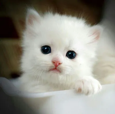 Пушистик | Белый кот, Пушистый кот, Кот