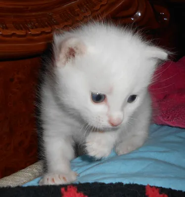 Котенок белый картинки (48 фото) » Юмор, позитив и много смешных картинок