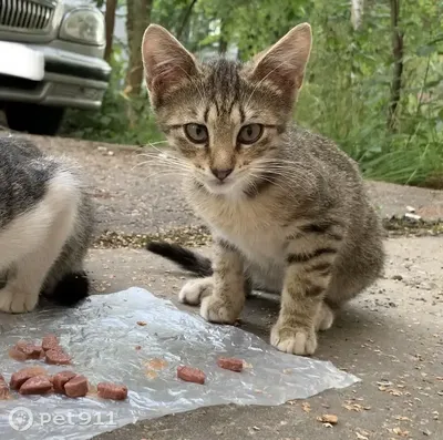 Приплод бездомных котят. Просто они есть и ты, что-то пытаешься сделать...  | Блог #Мими_кися | Дзен