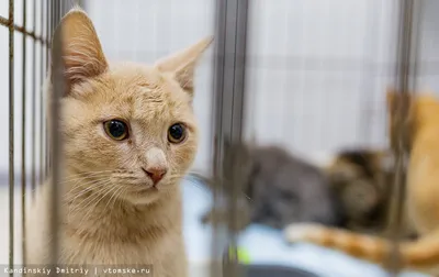 Кошки в Дом г. Сумы - Милые маленькие котята, становятся взрослыми  кошечками и рожают бездомных котят. Этот бесконечный круг можно разорвать  только пристраивая стерильных котят. У нас таких девчат на очереди 5.