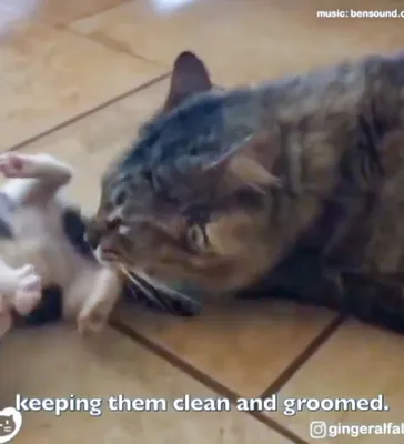 Как две Ольги бездомных котят спасали! Добрые истории, которые